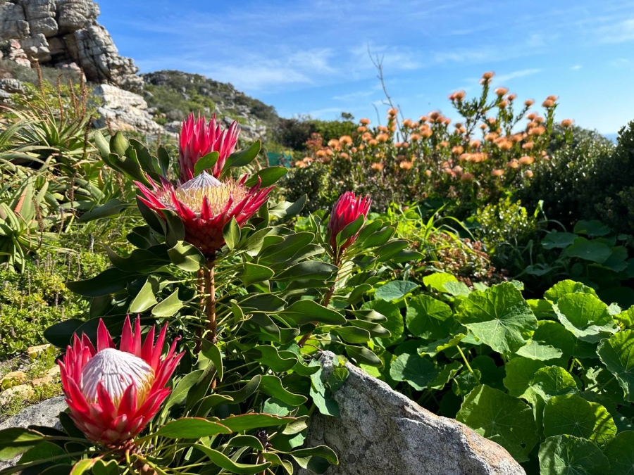 2 Bedroom Property for Sale in Crofters Valley Western Cape